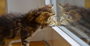 Master of Pieces Jigsaw Puzzles - Reflections. Part 1 DLC