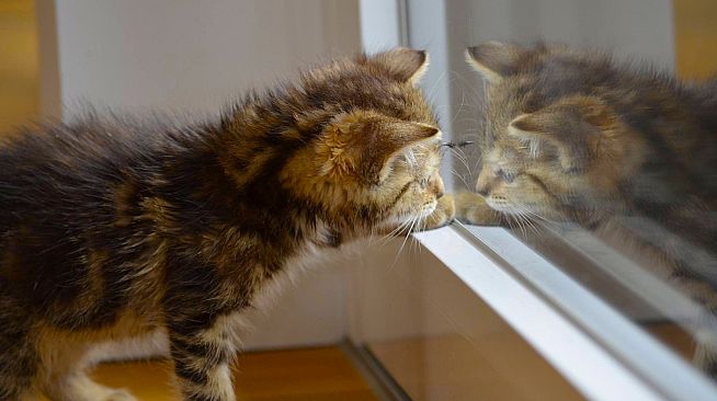 Master of Pieces Jigsaw Puzzles - Reflections. Part 1 DLC