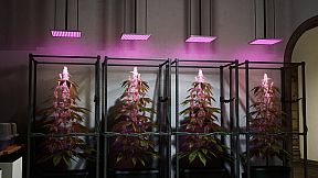 Drug Dealer Simulator 2