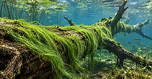 Puzzle Algae