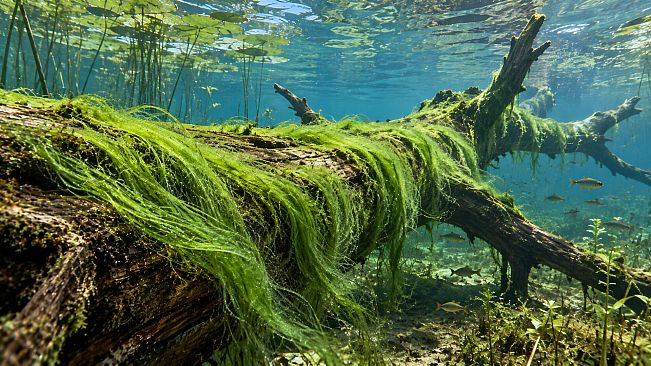 Puzzle Algae