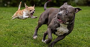 Puzzles Evil Dogs
