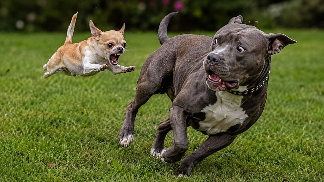 Puzzles Evil Dogs