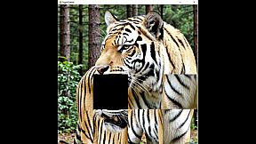 hgmGame-tiger