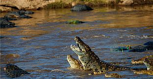 Puzzle Monarch Nile River Wall Papers