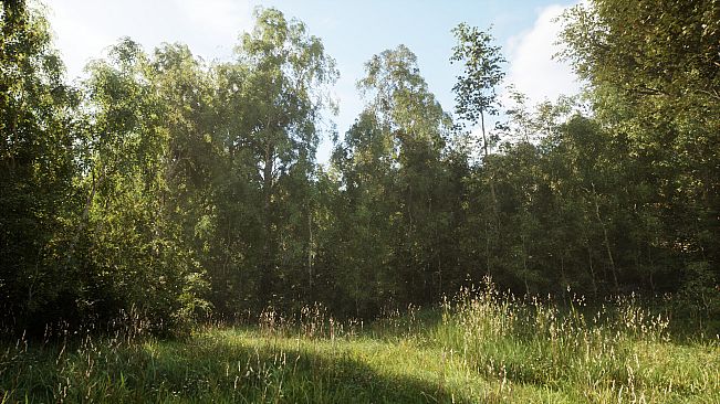 NextVisuals Benchmark Forest