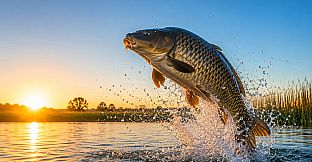 Puzzles: Fish
