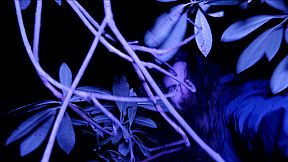 Single Player: Horror