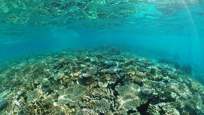 Coral Compass: Fighting Climate Change in Palau