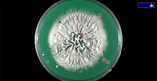 Coronavirus - Nano Force