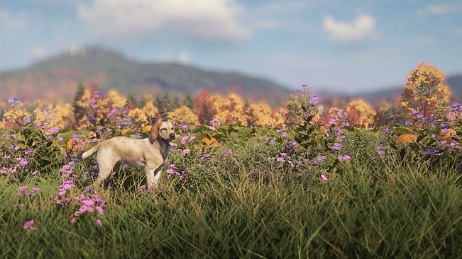 theHunter: Call of the Wild - Labrador Retriever