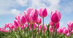 Pleasure Puzzle:Workshop - Part 3