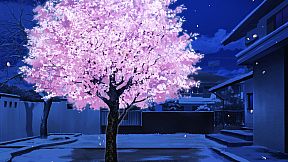 Dreaming in Cherry Blossoms, I Fall in Love with You