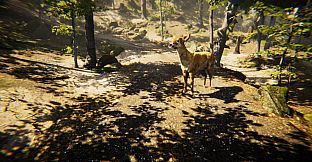 Animal