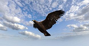 Eagle Hunting Journey