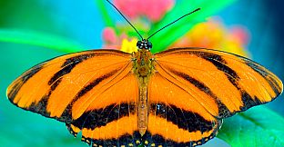 Master of Pieces Butterflies DLC