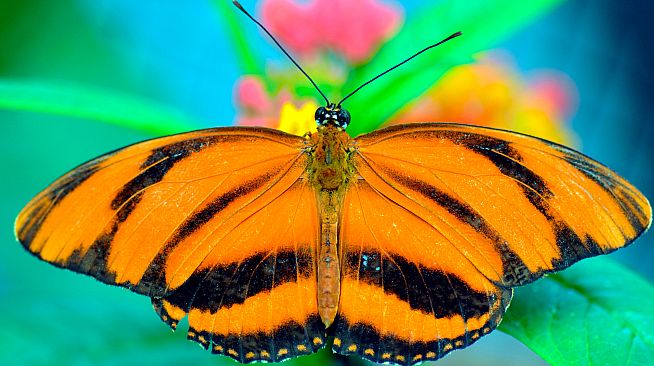 Master of Pieces Butterflies DLC