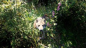 Russian Soul Simulator