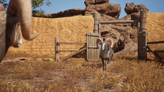 Ram Fights