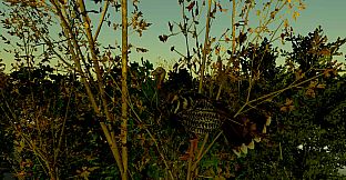 Turkey Hunting - The Season