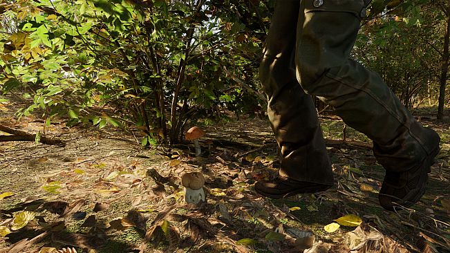 Forest Doesn’t Care