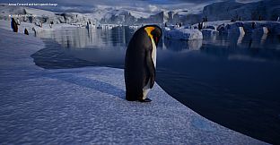 Life of a Penguin