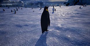 Life of a Penguin