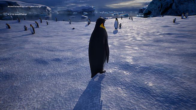 Life of a Penguin