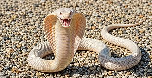 Puzzles Reptiles