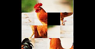 hgmGame-rooster