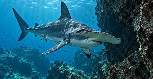 Puzzle Sharks