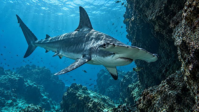 Puzzle Sharks