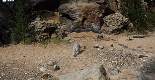 Cazzarion: Raccoon Valley