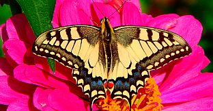 Master of Pieces Butterflies DLC