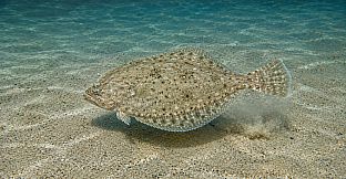Puzzle Marine Fish