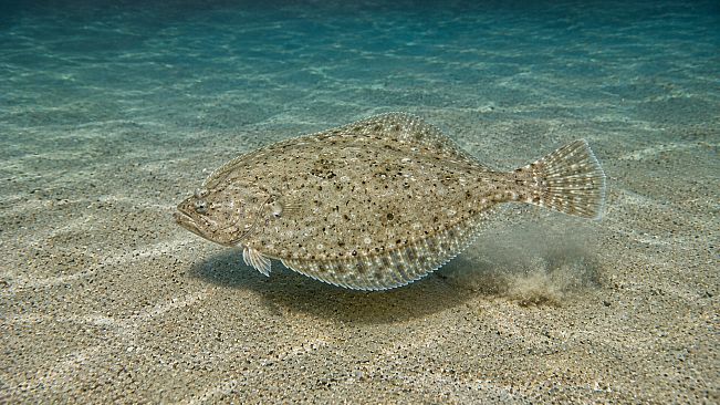 Puzzle Marine Fish