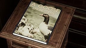 Do Not Press The Button (Or You'll Delete The Multiverse)