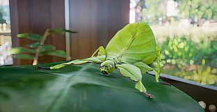 Planet Zoo: Southeast Asia Animal Pack