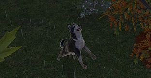 Pets Hotel: Prologue