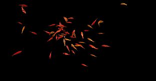 Goldfish Simulator