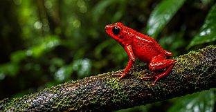 Puzzles Frogs