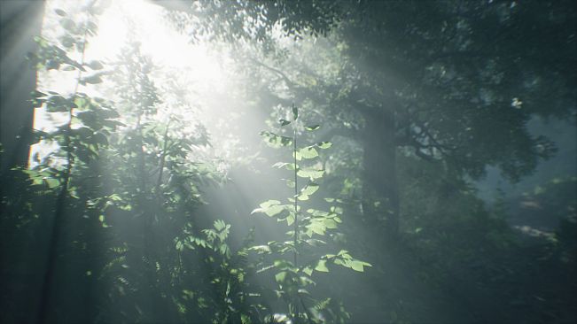 Wakamarina Valley, New Zealand