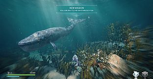 Echo: The dolphin story