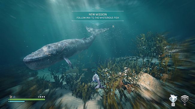 Echo: The dolphin story
