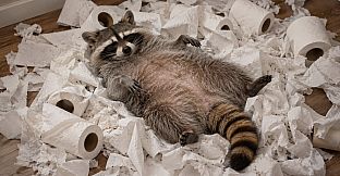 Puzzles Raccoons