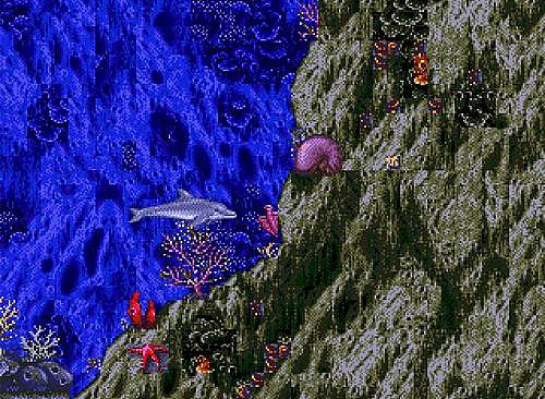 Ecco the Dolphin