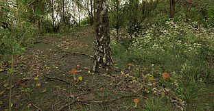 Forest Doesn’t Care