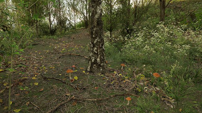 Forest Doesn’t Care