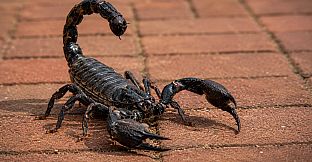 Puzzle Scorpions