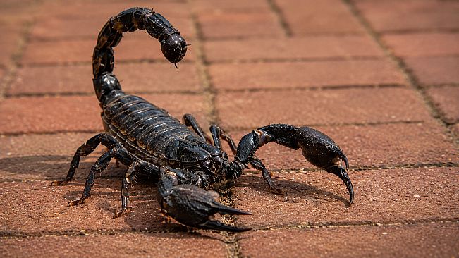 Puzzle Scorpions